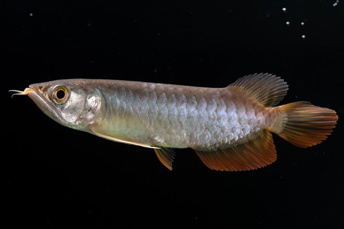 画像8: 紅尾金龍　 NO.12（ディナミカカプアス産） (8)