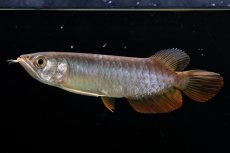 画像6: 紅尾金龍　 NO.12（ディナミカカプアス産） (6)