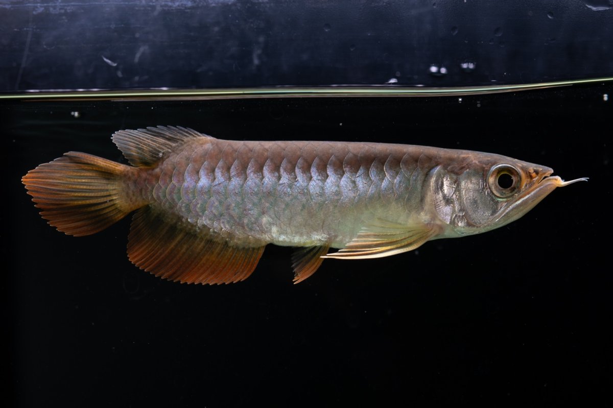 画像3: 紅尾金龍　 NO.12（ディナミカカプアス産） (3)