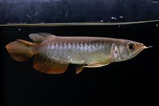 画像3: 紅尾金龍　 NO.12（ディナミカカプアス産） (3)