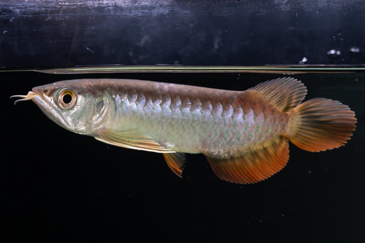 画像4: 紅尾金龍　 NO.12（ディナミカカプアス産） (4)