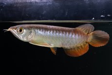 画像4: 紅尾金龍　 NO.12（ディナミカカプアス産） (4)