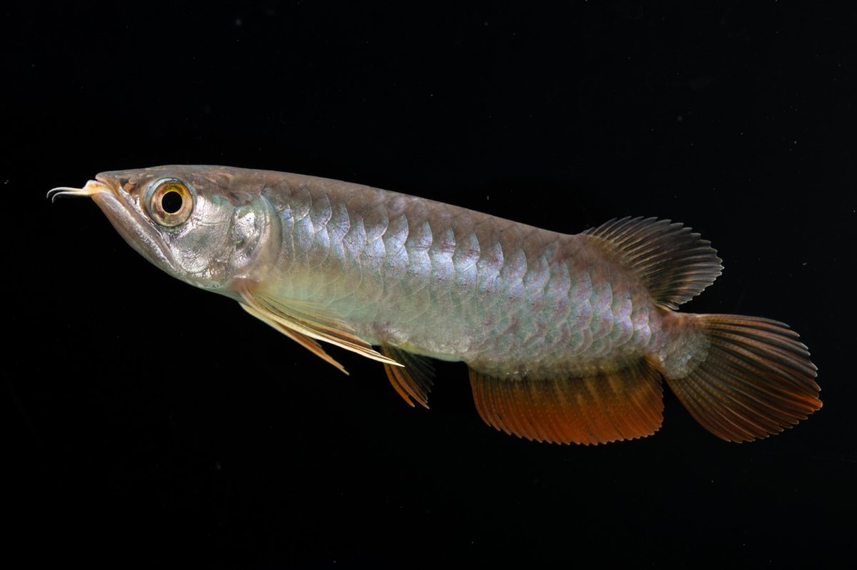 画像2: 紅尾金龍　 NO.12（ディナミカカプアス産） (2)