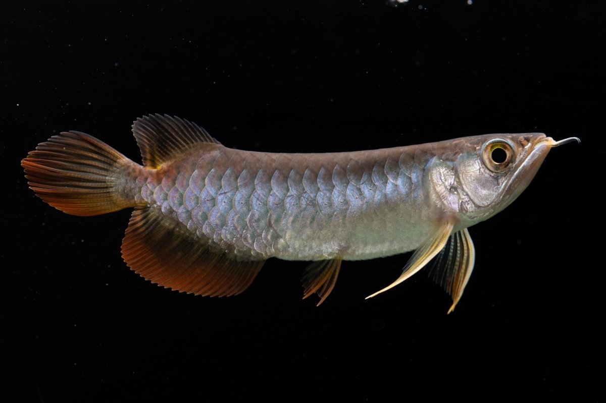 画像1: 紅尾金龍　 NO.12（ディナミカカプアス産） (1)