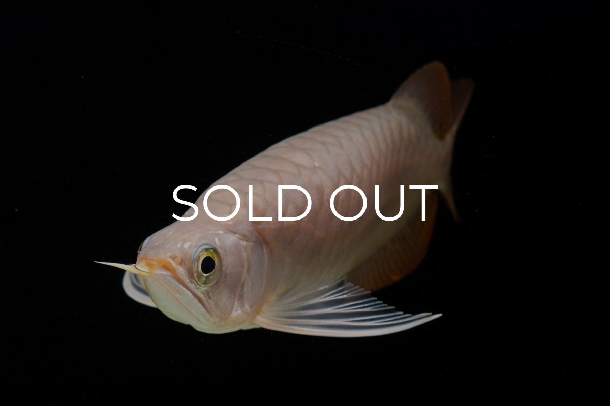 画像14: SUMO Fe.46（関脇） (14)