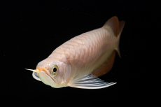 画像14: SUMO Fe.46（関脇） (14)