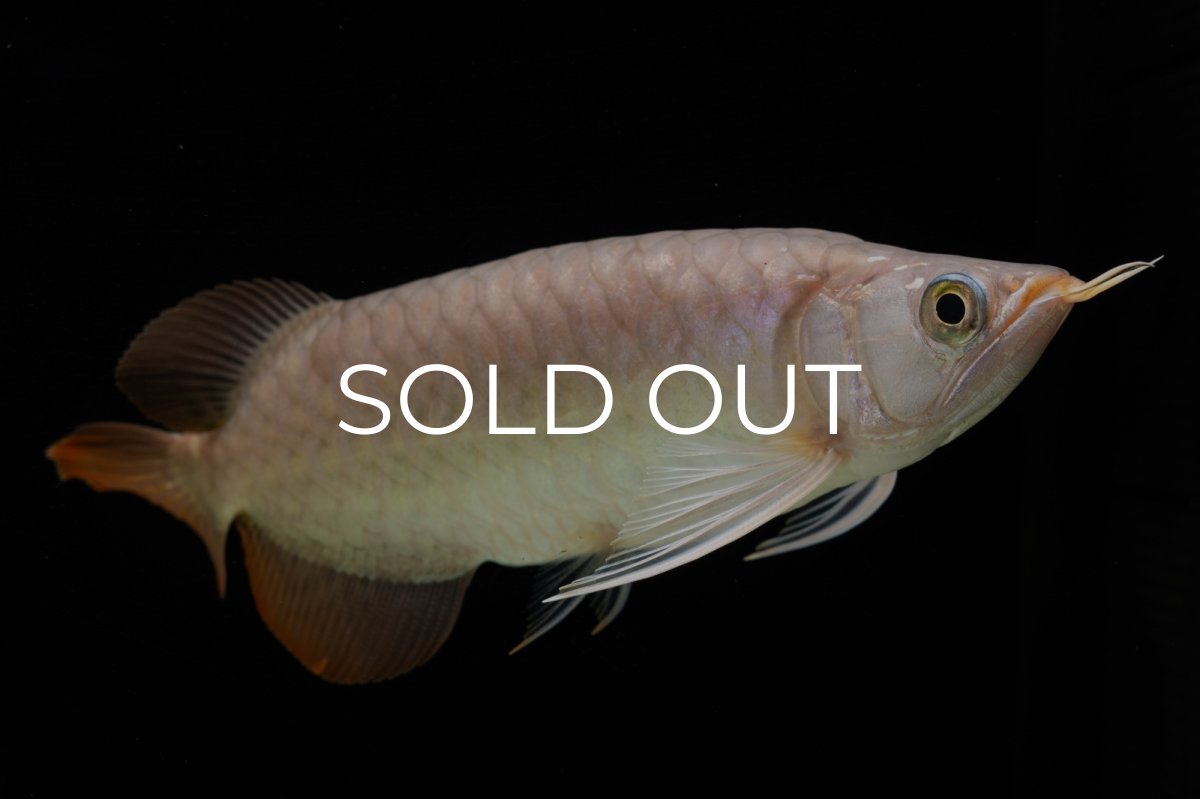 画像10: SUMO Fe.46（関脇） (10)