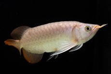 画像10: SUMO Fe.46（関脇） (10)