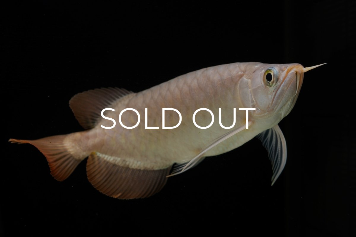 画像11: SUMO Fe.46（関脇） (11)