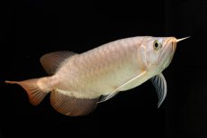 画像11: SUMO Fe.46（関脇） (11)