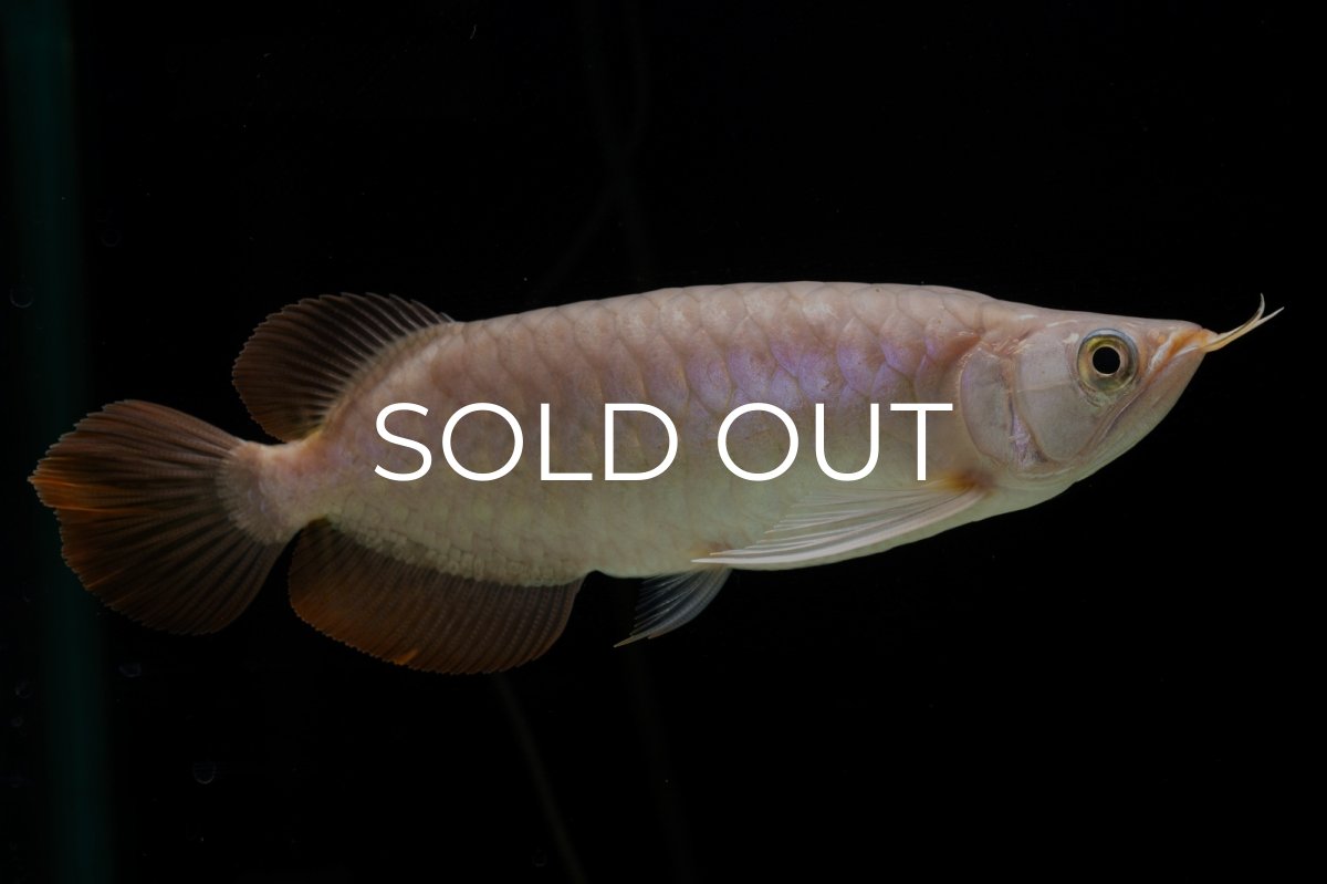 画像9: SUMO Fe.46（関脇） (9)