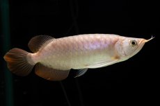 画像9: SUMO Fe.46（関脇） (9)