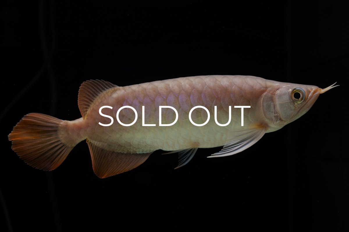 画像8: SUMO Fe.46（関脇） (8)