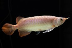 画像8: SUMO Fe.46（関脇） (8)