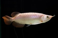 画像7: SUMO Fe.46（関脇） (7)