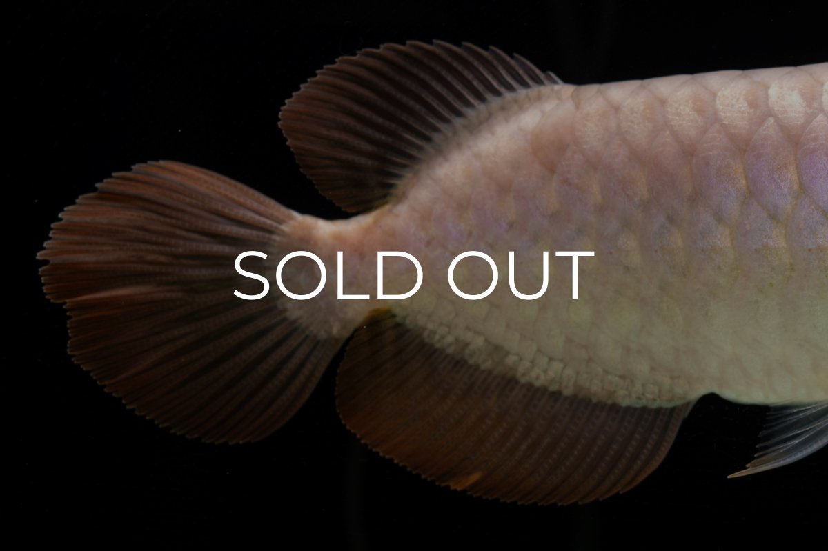 画像15: SUMO Fe.46（関脇） (15)