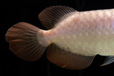 画像15: SUMO Fe.46（関脇） (15)