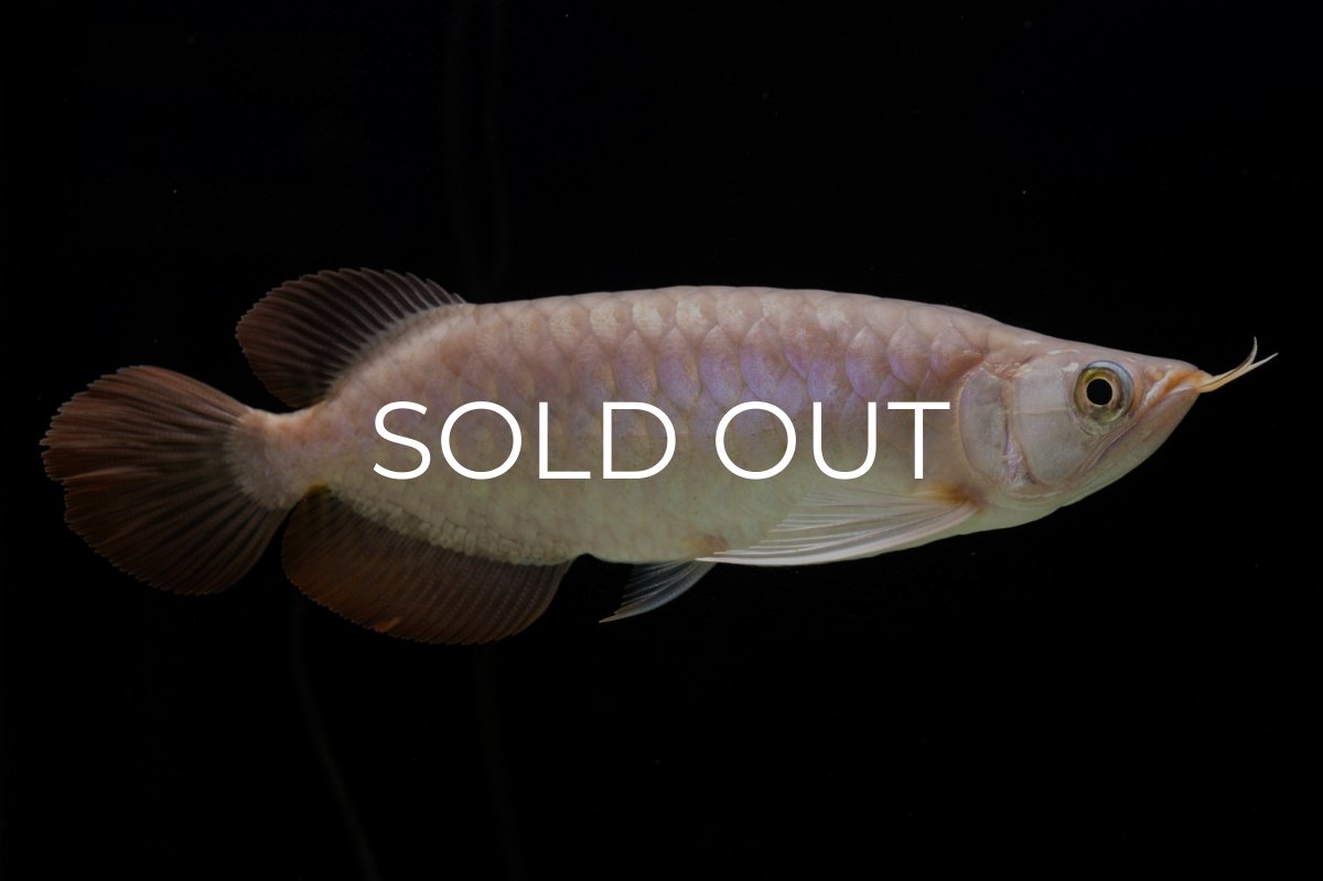 画像5: SUMO Fe.46（関脇） (5)