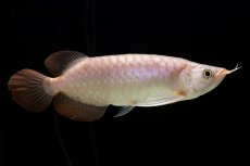 画像5: SUMO Fe.46（関脇） (5)