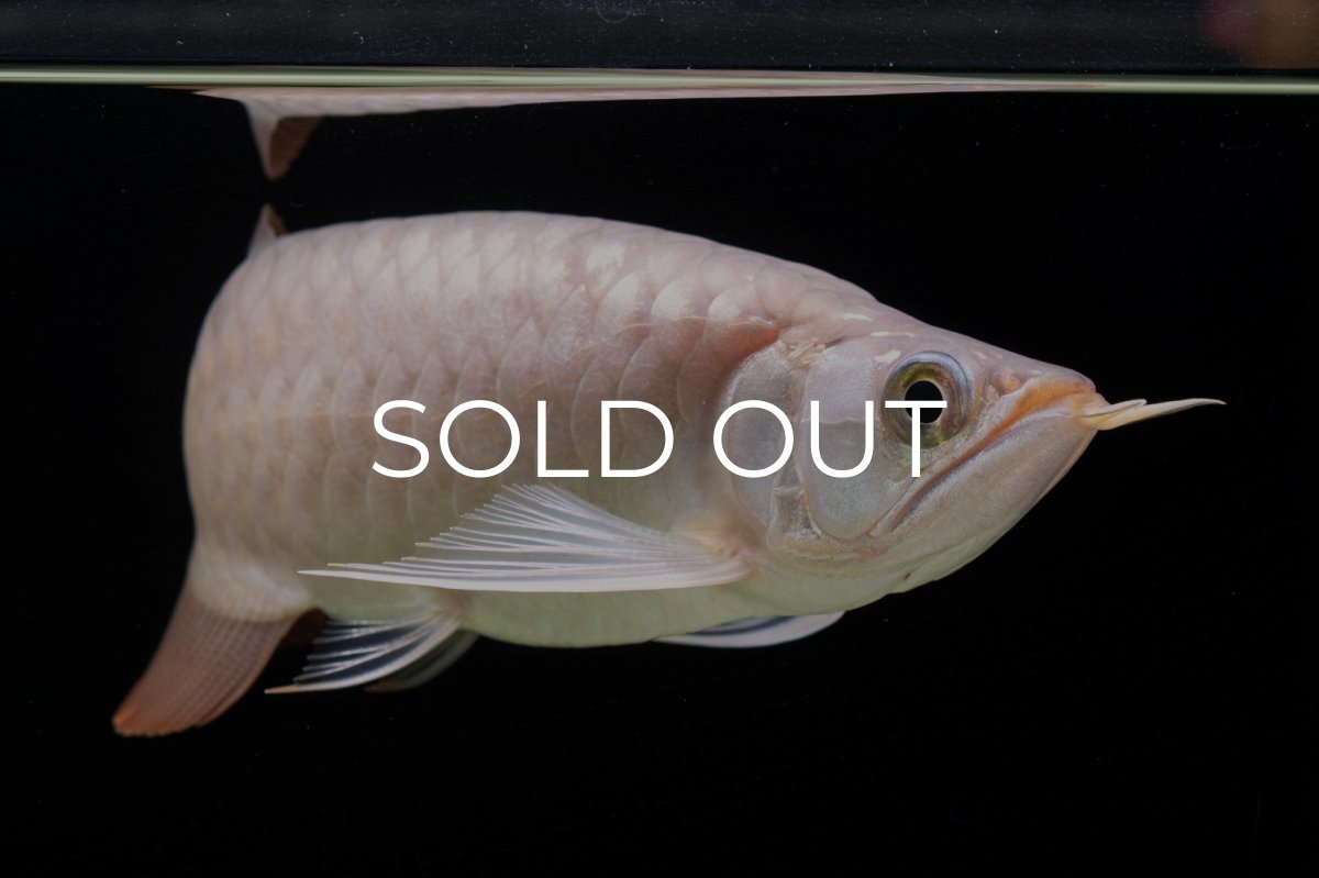 画像13: SUMO Fe.46（関脇） (13)