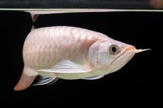 画像13: SUMO Fe.46（関脇） (13)