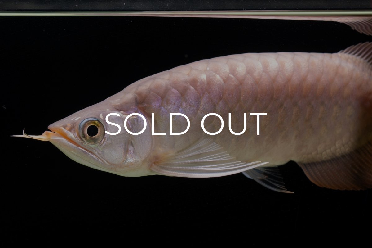 画像12: SUMO Fe.46（関脇） (12)