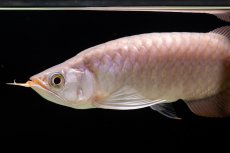 画像12: SUMO Fe.46（関脇） (12)