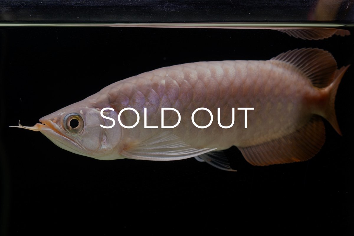 画像6: SUMO Fe.46（関脇） (6)