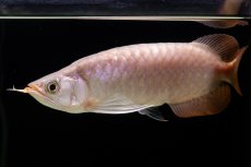 画像6: SUMO Fe.46（関脇） (6)