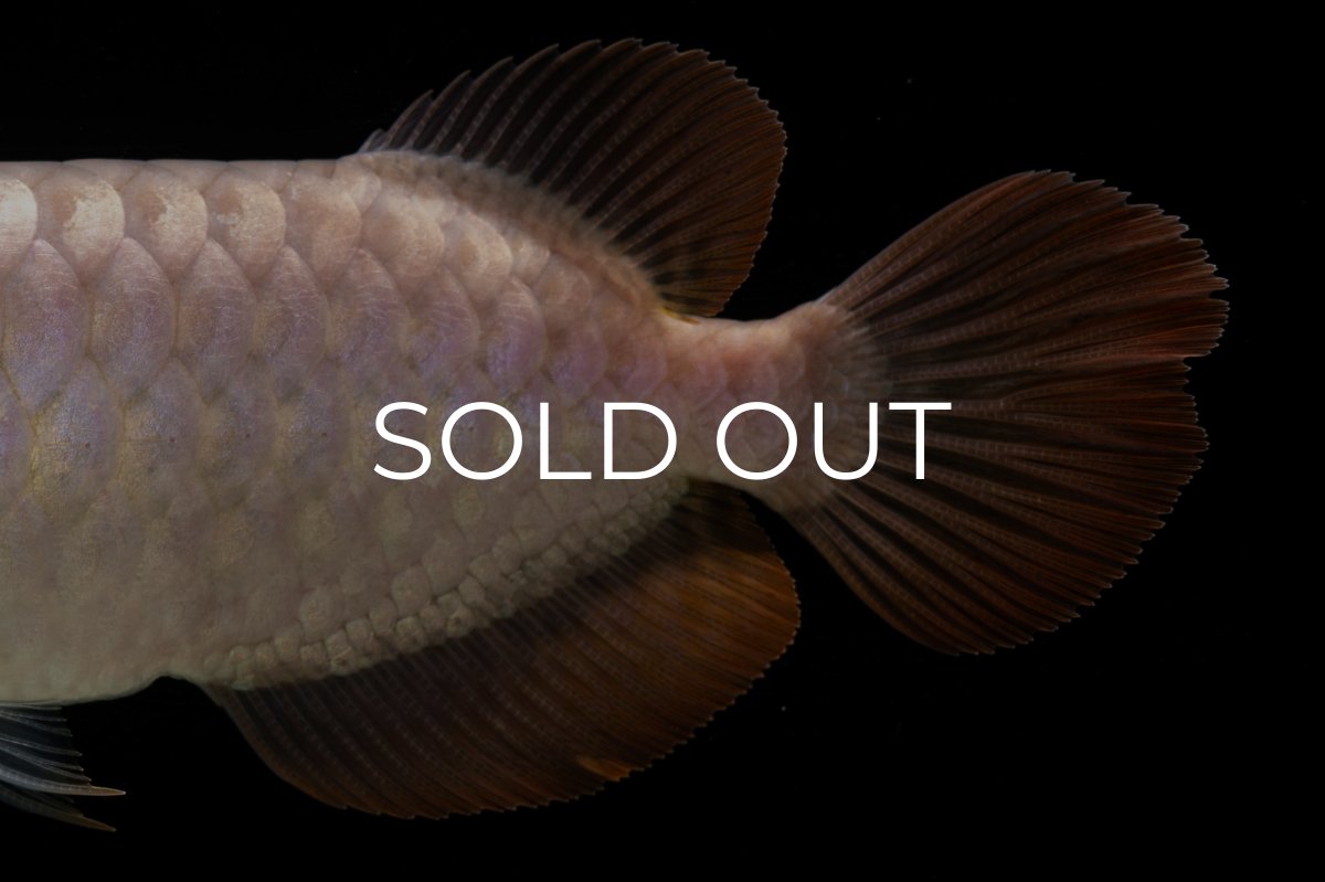 画像16: SUMO Fe.46（関脇） (16)