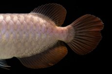 画像16: SUMO Fe.46（関脇） (16)