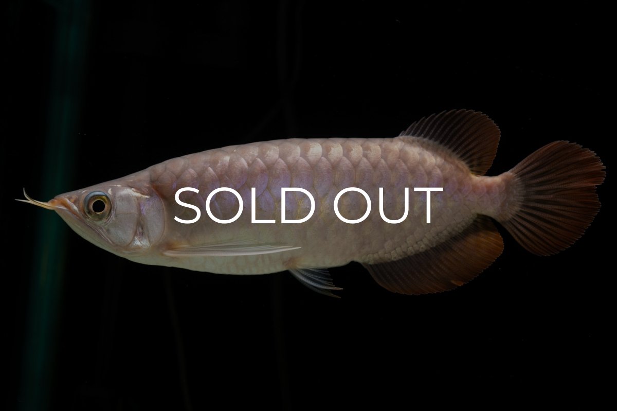 画像4: SUMO Fe.46（関脇） (4)