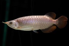 画像4: SUMO Fe.46（関脇） (4)