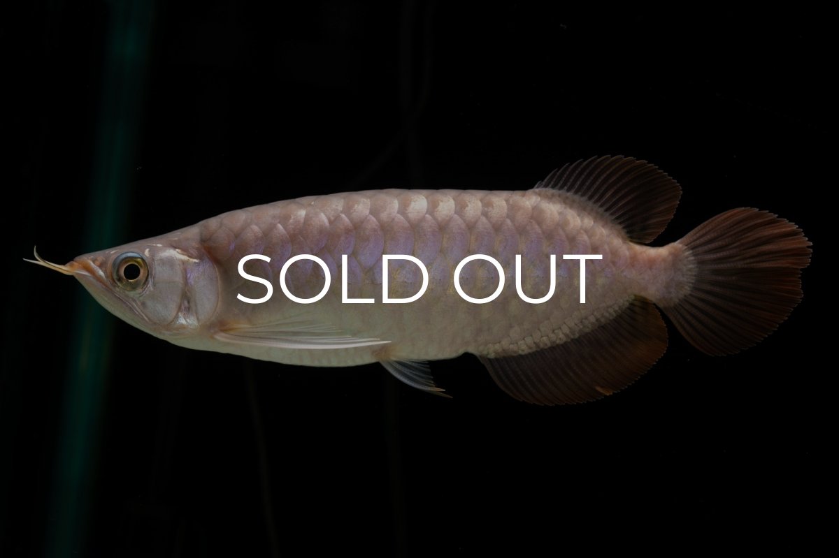 画像2: SUMO Fe.46（関脇） (2)