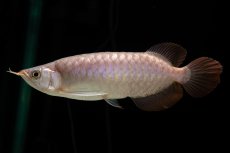 画像2: SUMO Fe.46（関脇） (2)