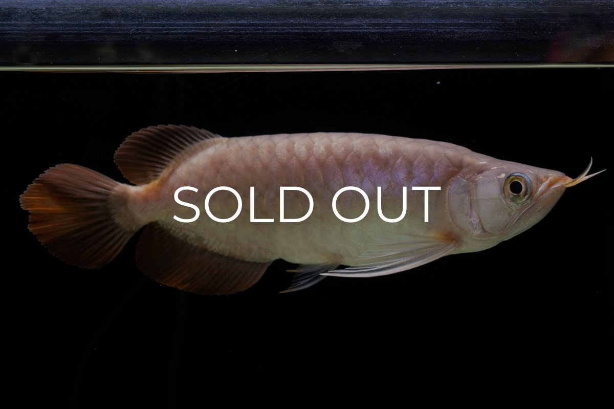 画像3: SUMO Fe.46（関脇） (3)