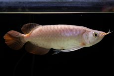 画像3: SUMO Fe.46（関脇） (3)