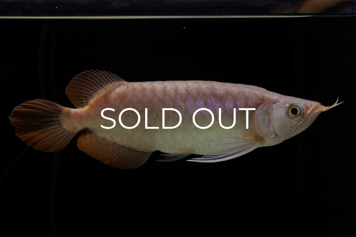 画像1: SUMO Fe.46（関脇） (1)