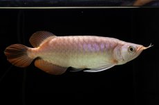 画像1: SUMO Fe.46（関脇） (1)