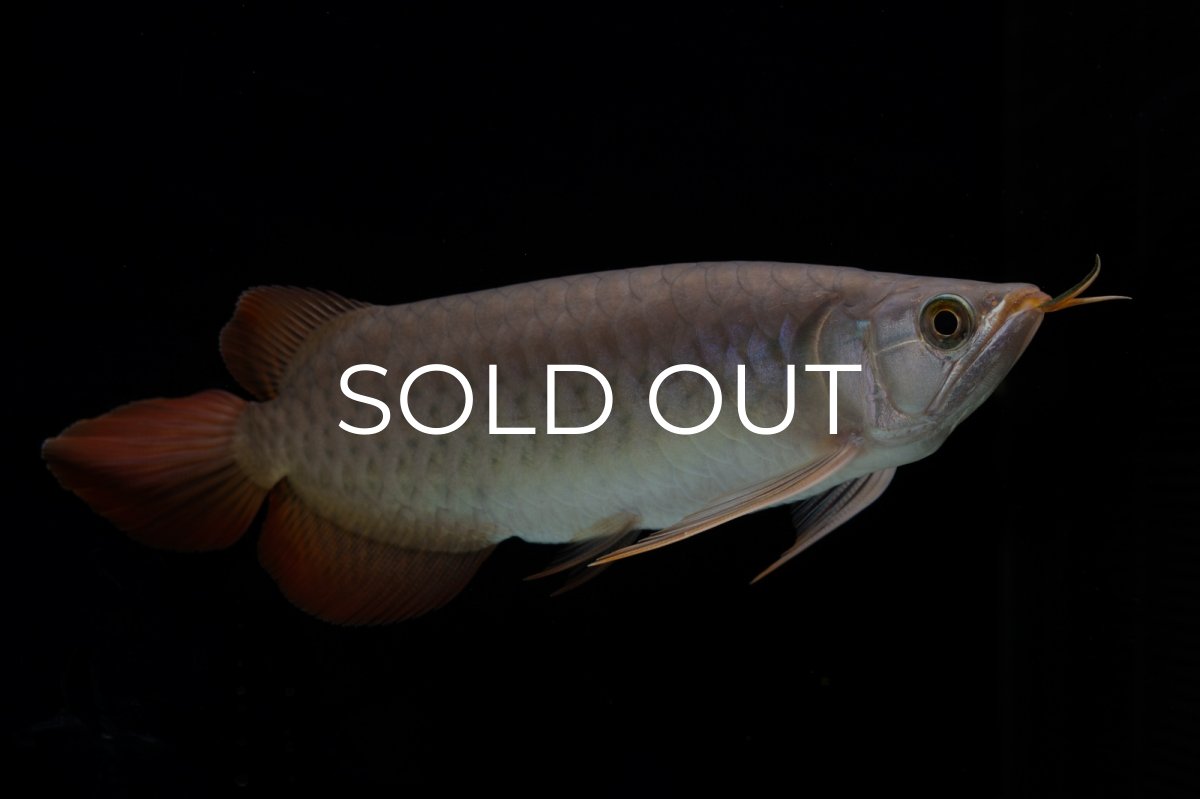 画像13: SUMO Fe.47（横綱） (13)