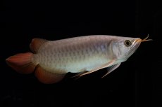 画像13: SUMO Fe.47（横綱） (13)