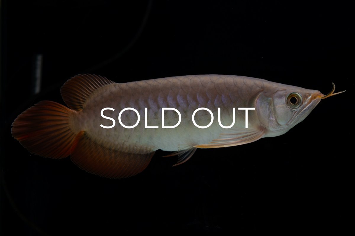 画像15: SUMO Fe.47（横綱） (15)