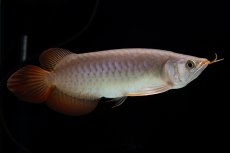 画像15: SUMO Fe.47（横綱） (15)