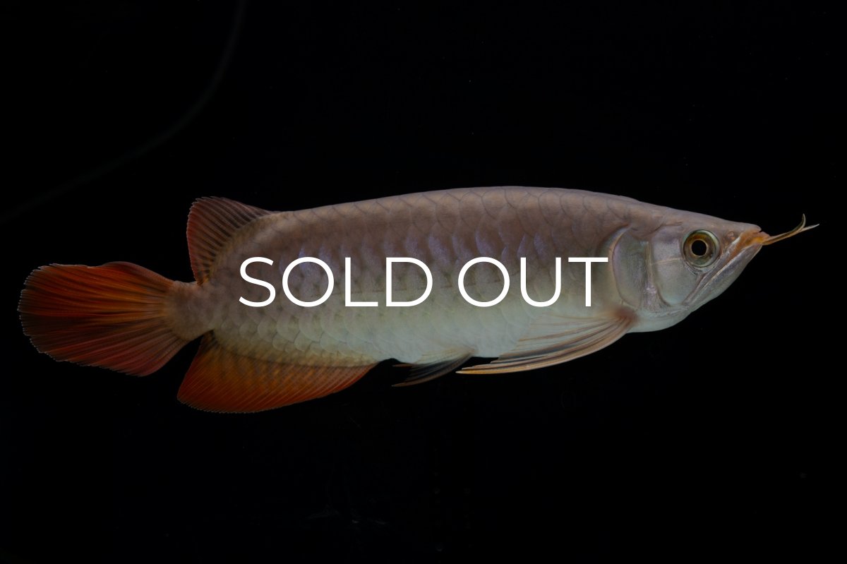 画像17: SUMO Fe.47（横綱） (17)