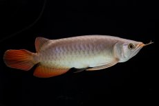 画像17: SUMO Fe.47（横綱） (17)