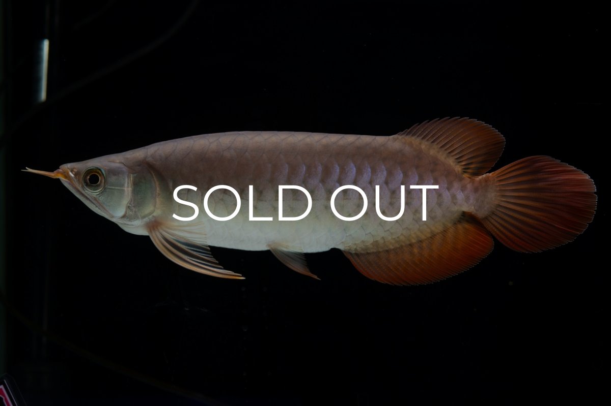 画像2: SUMO Fe.47（横綱） (2)