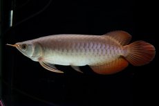 画像2: SUMO Fe.47（横綱） (2)