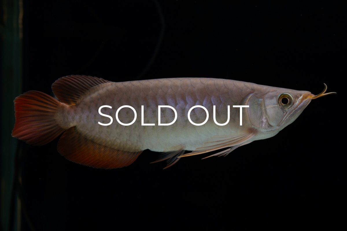 画像22: SUMO Fe.47（横綱） (22)