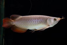 画像22: SUMO Fe.47（横綱） (22)