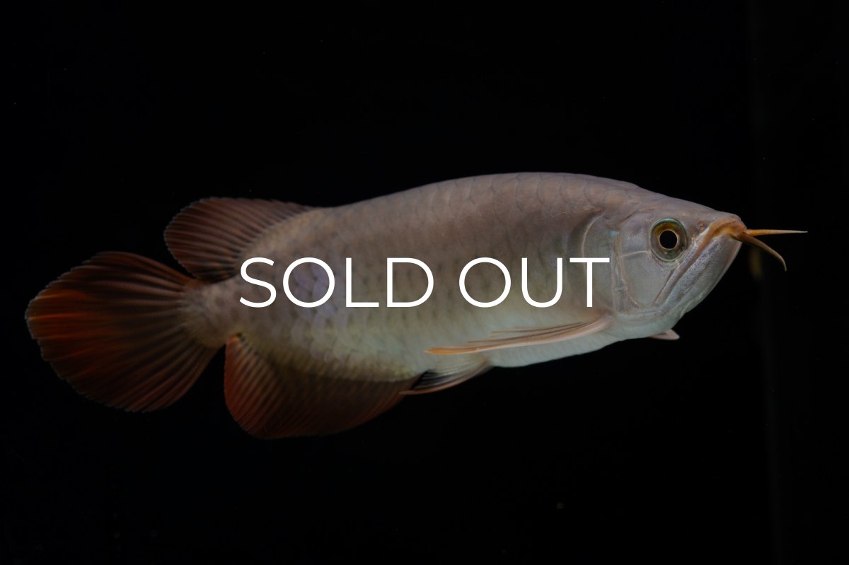 画像11: SUMO Fe.47（横綱） (11)